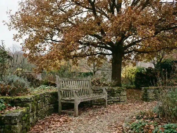 Lege houten tuinbank onder een boom met herfstbladeren